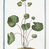 Chrysosplenium foliis amplioribus subrotundis; Saxifraga rotundifolia, aurea, minor = Sassifraga aurea = Saxifrage doree. [Golden saxifrage]