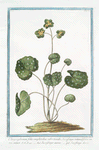 Chrysosplenium foliis amplioribus subrotundis; Saxifraga rotundifolia, aurea, minor = Sassifraga aurea = Saxifrage doree. [Golden saxifrage]