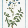 Polemonium vulgare coeruleum = Valeriana coerulea = Valeriana Greca. [Jacob's ladder]