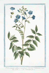 Polemonium vulgare coeruleum = Valeriana coerulea = Valeriana Greca. [Jacob's ladder]
