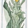 Verbascum mas, latifolium luteum = Jasso barbasso = Bouillon blanc. [Mullein]