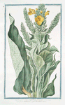Verbascum mas, latifolium luteum = Jasso barbasso = Bouillon blanc. [Mullein]