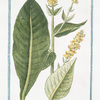 Verbascum foliis viridibus perenne, floribus luteis racematim provenientibus staminulis purpurascentibus. [Mullein]