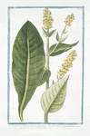 Verbascum foliis viridibus perenne, floribus luteis racematim provenientibus staminulis purpurascentibus. [Mullein]