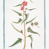 Blattaria Anglicana perennis, flore obsolete phoeniceo = Blattaria = Herb aux mites. [Moth mullein]