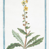 Blattaria lutea, folio oblongo, laciniato = Blattaria = Herbe aux mites.