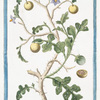 Solanum pomiferum, frutescens, africanum, spinosum, nigricans, Borraganis flore, foliis profunde laciniatis.