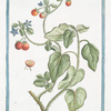 Solanum Spinosum, Indicum, Borraginis flore.