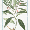 Solanum Americanum, arborescens. Amuggdali folio, plano, atroviridi flore alba minore, fructu rubre Cerasi instar. [Nightshade]