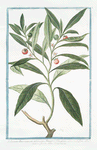 Solanum Americanum, arborescens. Amuggdali folio, plano, atroviridi flore alba minore, fructu rubre Cerasi instar. [Nightshade]
