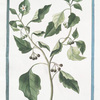 Solanum Officinarum acinis nigricantibus = Solatro volgare = Morelle.