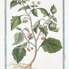 Solanum Officinarum, acinis puniceis = Solatro = Morelle.