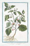 Solanum Officinarum, acinis puniceis = Solatro = Morelle.