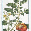 Lycopersicon Galeni = Pomidoro + Pomme d'ammour. [Tomato]