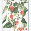 Alkekengi officinarum = Solanum vesicarium = Alchechengio volgare = Coqueret. [Bladder cherry]