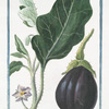 Melongena, fructu oblongo, violaceo = Marignano = Mayenne. [Mad apple]