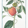 Capsicum fructu, subrotundo, ventricoso dulci in summitate tetragono = Peperoni di Spagna grandi, e dolci = Poivre d'Inde ou de Guinée.