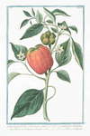 Capsicum fructu, subrotundo, ventricoso dulci in summitate tetragono = Peperoni di Spagna grandi, e dolci = Poivre d'Inde ou de Guinée.