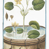 Nymphoides aquis innatans = Ninfea minore. Water lily}