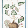 Cyclamen, Aprile florens, folio magno, angulato, amoena viriditate, et albedine picto, inferne violaceo, floribus parvis roseis, radice maxima = Pan Poreigo e Artanita = Pain de Pourceau. [Round-leaved Cyclamen, Round-leaved Sowebread, Alpine Violet, Persian Violet]
