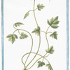 Moscattelina foliis fumariæ bulbosæ.