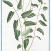 Pimpinella sanguisorba major = Pimpinella = Pimprenelle. [Salad Burnet. Burnet Saxifrage]