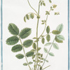 Pimpinella Agrimonioides odorata.