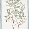 Pimpinella spinosa semper virens = Pimpinella = Pimprenelle.