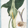 Arum vulgare, non maculatum = Aro, e Giaro = Pied de Veau. [Cukoo -Pint, Starchwort, Adder's Root, Bobbins, Friar's Cowl, Kings and Queens, Parson and Clerk, Ramp, Quaker, Wake Robin]