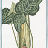 Arum folio lato atroviridi margine albicante cincto sparsim maculis albis variegato = Aro, e Giaro = Pied de Veau.