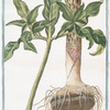 Dracunculus polyphyllus = Dragontea = Serpentaire.