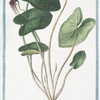 Arisarum, flore in tenuem caudam abeunte. [Mouse plant]