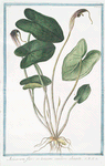 Arisarum, flore in tenuem caudam abeunte. [Mouse plant]
