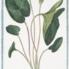 Arisarum latifolium majus = Giaro piccolo, e Arisaro.