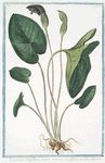 Arisarum latifolium majus = Giaro piccolo, e Arisaro.