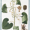 Aristolochia, longa, vera = Aristoloche longue. [Long-rooted Birthwort]