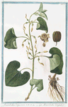 Aristolochia, longa, vera = Aristoloche longue. [Long-rooted Birthwort]