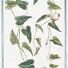 Aristolochia Pistolochia altera.