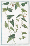 Aristolochia Pistolochia altera.