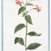 Rapuntium Americanum coccineo flore lineis albis eleganter picto.
