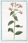 Rapuntium Americanum coccineo flore lineis albis eleganter picto.