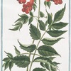 Bigonia Americana, fraxini folio, flore amplo, phoeniceo. [Ash-leaved Trumpet-flower]