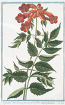 Bigonia Americana, fraxini folio, flore amplo, phoeniceo. [Ash-leaved Trumpet-flower]