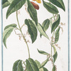 Bigonia Americana, bifolia, scandens, flore e luteo purpurascente, inodoro, fructu ovato, duro.