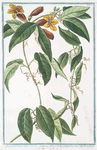 Bigonia Americana, bifolia, scandens, flore e luteo purpurascente, inodoro, fructu ovato, duro.