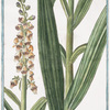 Digitalis latifolia, flore ferrugineo = Digitella = Digitale. [Foxglove]