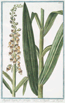 Digitalis latifolia, flore ferrugineo = Digitella = Digitale. [Foxglove]