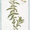 Digitalis minima, Gratiola dicta = Gratia Dei, e Graziola = Gratiole.