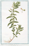 Digitalis minima, Gratiola dicta = Gratia Dei, e Graziola = Gratiole.