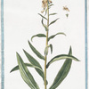Digitalis Major lutea, vel pallida, parvo flore = Digitella = Digitale. [Yellow Foxglove]